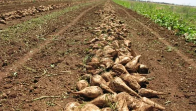 Doukkala: The Sugar Beet Sector Shows Strong Performance for the 2025-2026 Campaign 9 betterave sucriere