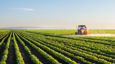A Study Challenges Food Self-Sufficiency and Calls for a New Agricultural Model in Morocco 1 filaha 1