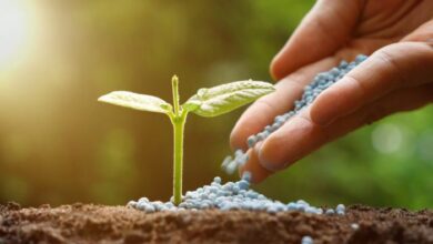 Disruptions in the European Fertilizer Market Strengthen Morocco's Position as a Strategic Supplier 11 ocp