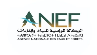 anef 1