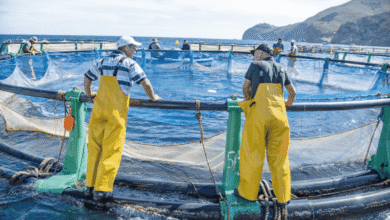 Blue Economy: Fishing Generates 14.8 Billion MAD in Morocco 1 68603831 48226285 scaled
