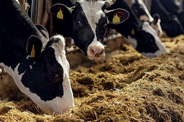 Live cattle: Spanish exports to Morocco come to a standstill 1 bovins domestiques