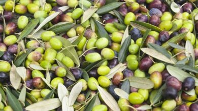olives